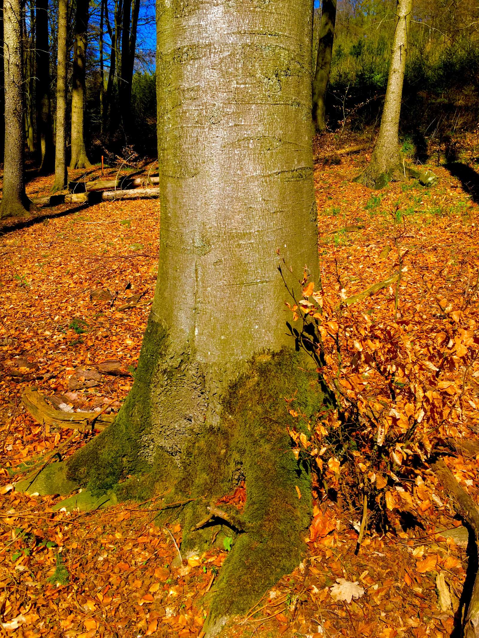 Wald-Wurzel-Baum